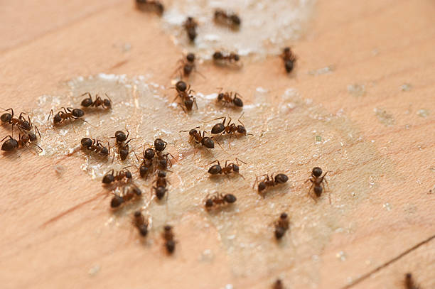 Best Pest Prevention Services  in Wheeler, TX