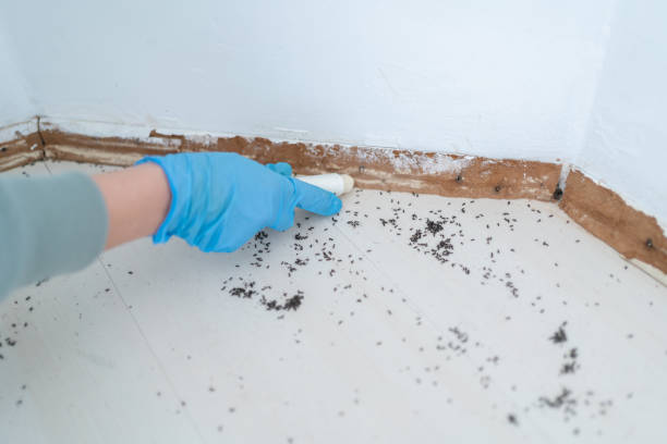 Best Residential Pest Control  in Wheeler, TX