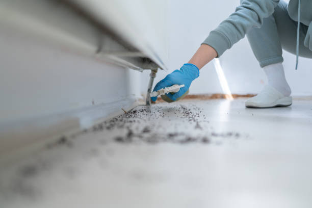Best Spider Control Near Me  in Wheeler, TX